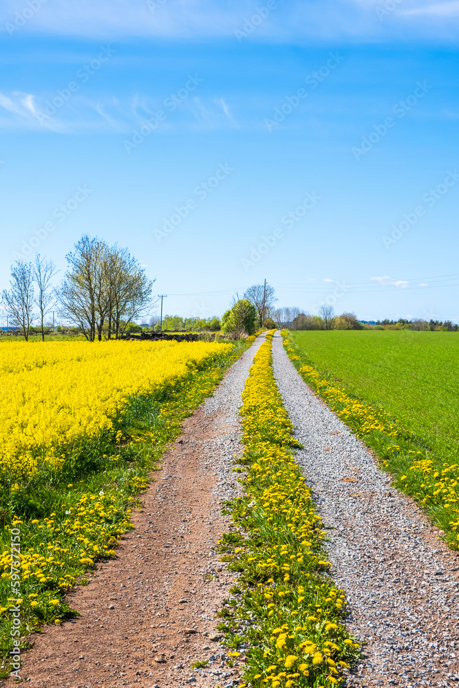 Blooming dandelions on a dirt road in a rural landscape