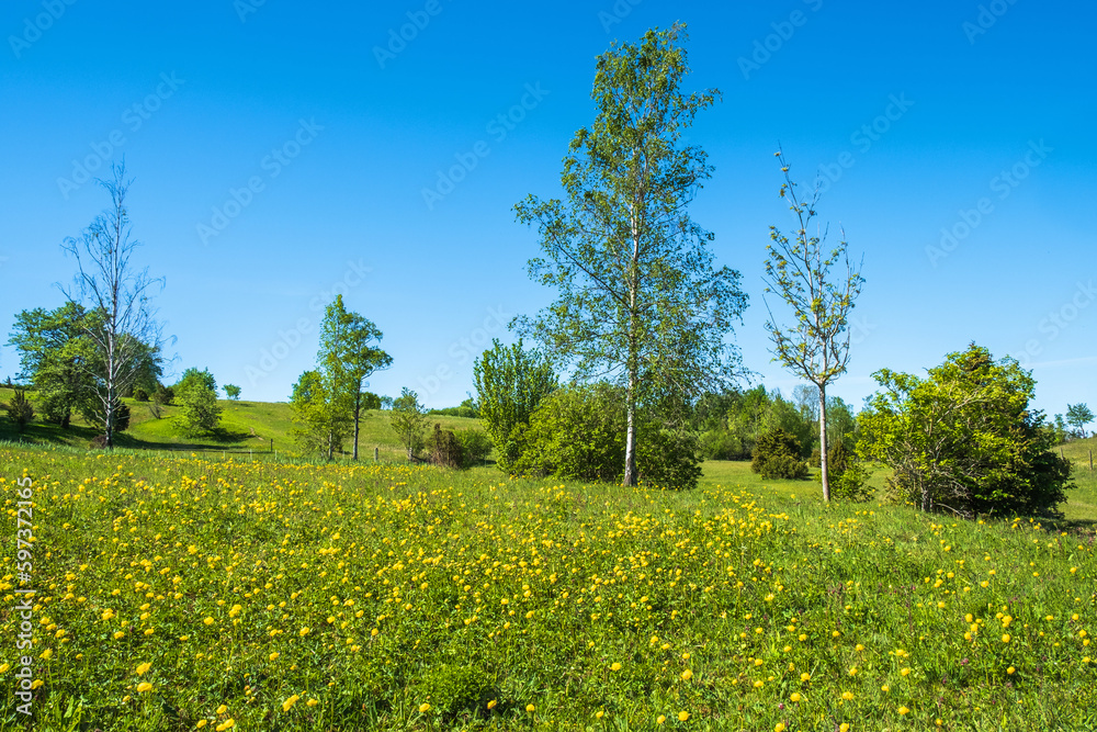 Meadow with flowering Globeflower  in the summer