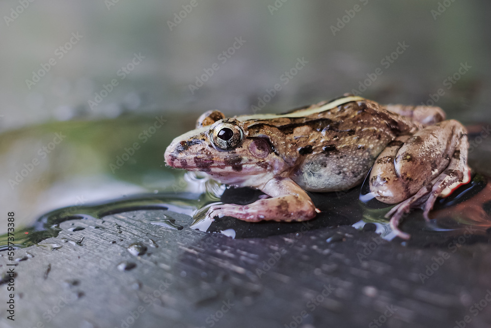 Fototapeta premium frog and shadow in the water
