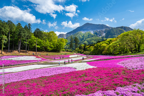 一面に咲き誇る秩父・羊山公園の芝桜（2023年4月）