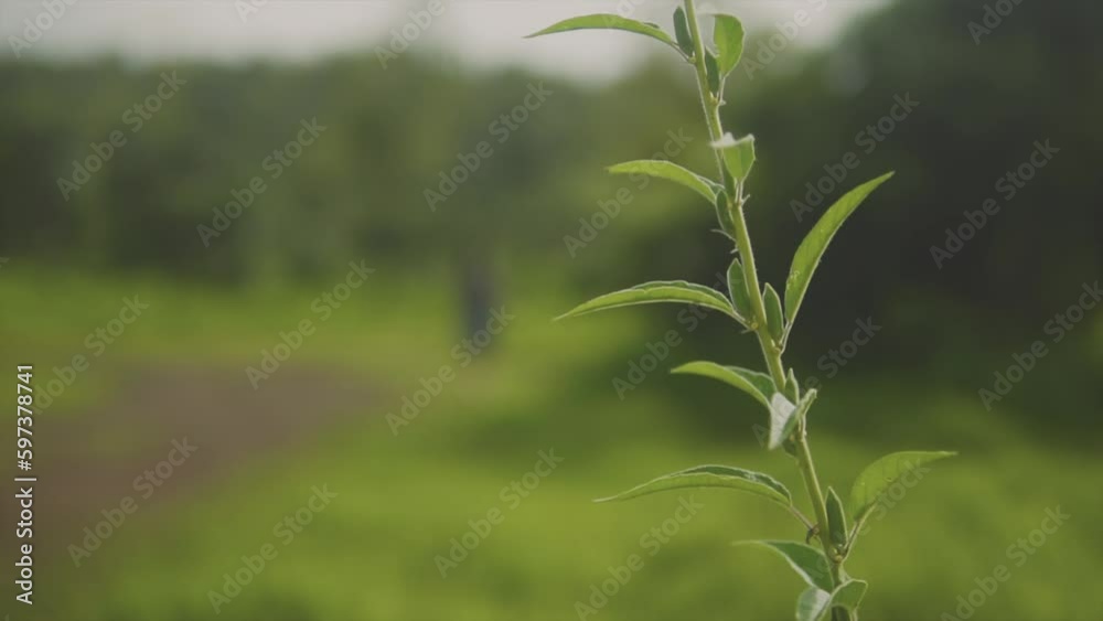 Woman walks down dirt path bends in forest behind trees, slow motion rack focus Woman walks down dirt path bends in forest behind trees, slow motion rack focus