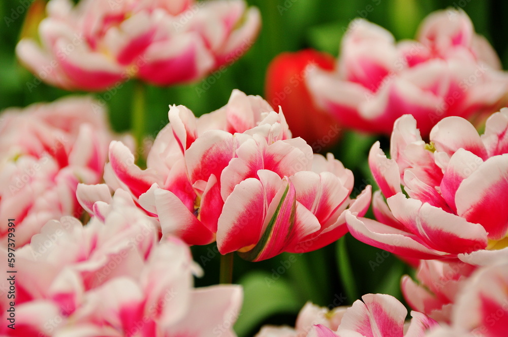 Fototapeta premium Tulpen