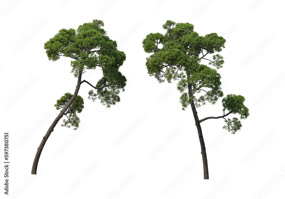 Obraz premium Various trees and plants on transparent background