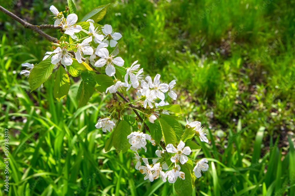 Flowering spring garden. Flowers of fruit trees. Young spring greenery in the garden. Fresh grass. Flowering spring garden. Flowers of fruit trees. Young spring greenery in the garden. Fresh grass.