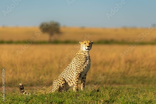 cheetah in Mara