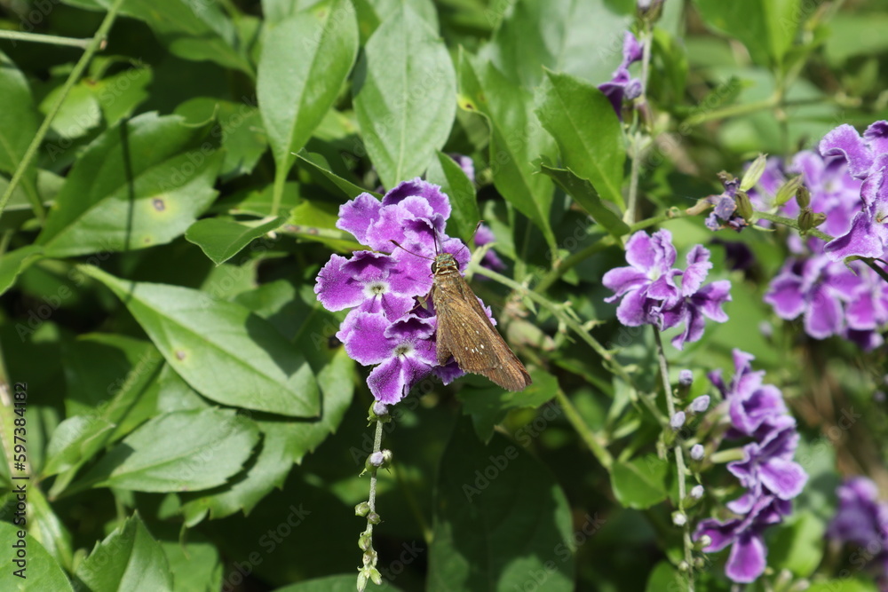 A small butterfly trying to collect nectar from a purple flower cluster A small butterfly trying to collect nectar from a purple flower cluster