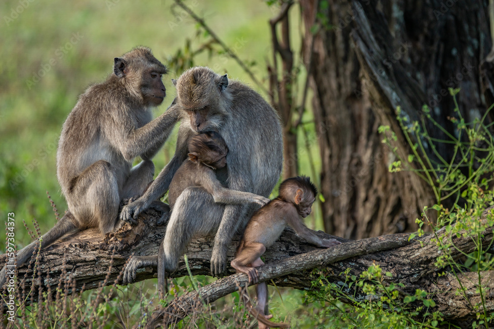 A pair of long tailed macaque macaca fascicularis parent spending time with their baby macaque, Taman Nasional baluran National Park Situbondo	