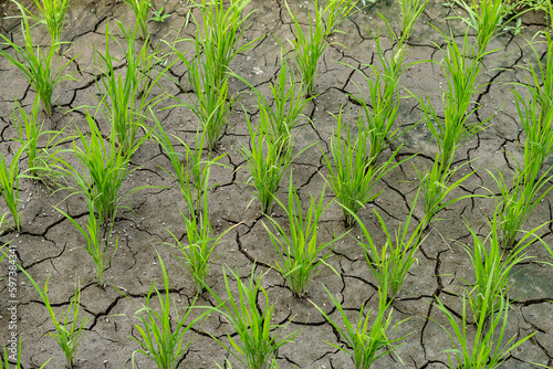 Fotografie beautiful riceterrace in Bali Tegallalang planting rice