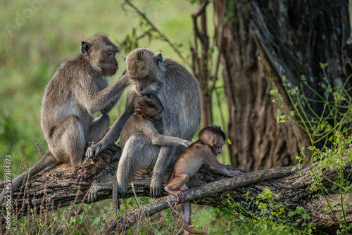 A pair of long tailed macaque macaca fascicularis parent spending time with their baby macaque, Taman Nasional baluran National Park Situbondo  © Ralfa Padantya