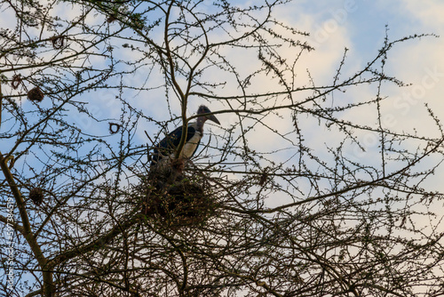Marabou stork  Leptoptilos crumeniferus  on a tree