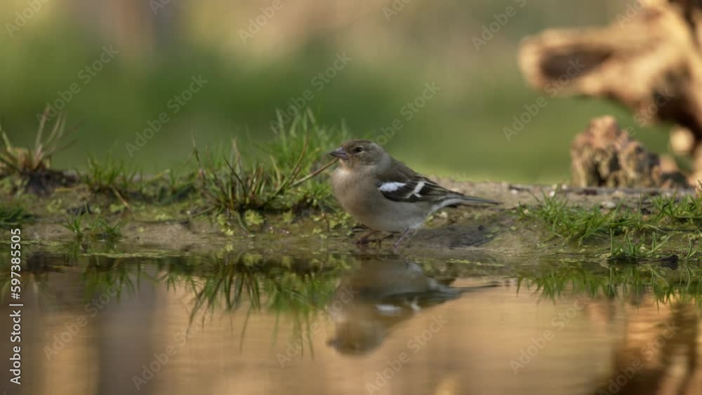 Beautiful close up static shot of a female Vink drinking on the edge of a small pool of water on a warm sunny morning Beautiful close up static shot of a female Vink drinking on the edge of a small pool of water on a warm sunny morning