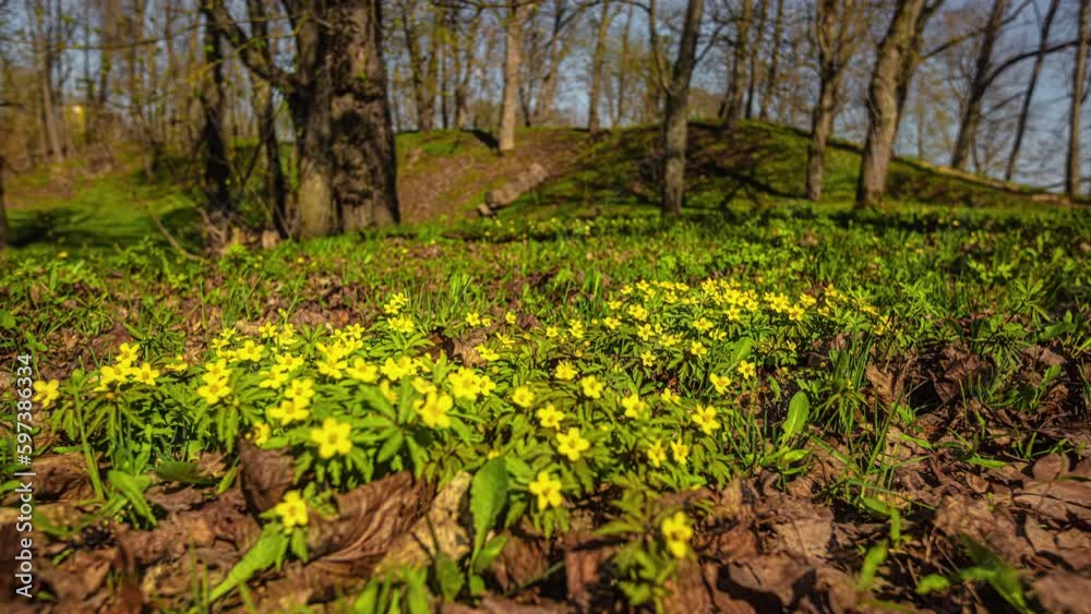 Yellow petal flowers blooming on sunny day, motion time lapse view Yellow petal flowers blooming on sunny day, motion time lapse view