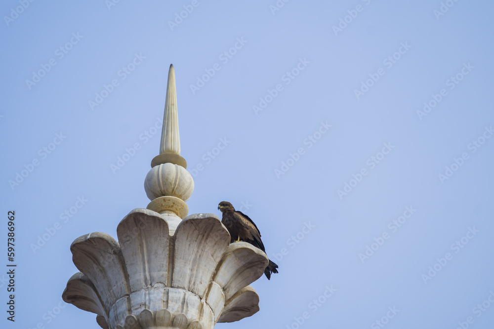 Indian black kite bird sitting on the tower of a mosque.This species of raptor birds are commonly found in urban areas of India and other countries all over the globe. These are meat eaters.