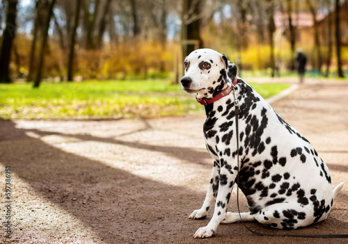 A Dalmatian dog sits sideways on the alley against the background of blurred trees in the park. The dog is eight years old, looking away. She has health problems, obesity and hormonal failure.