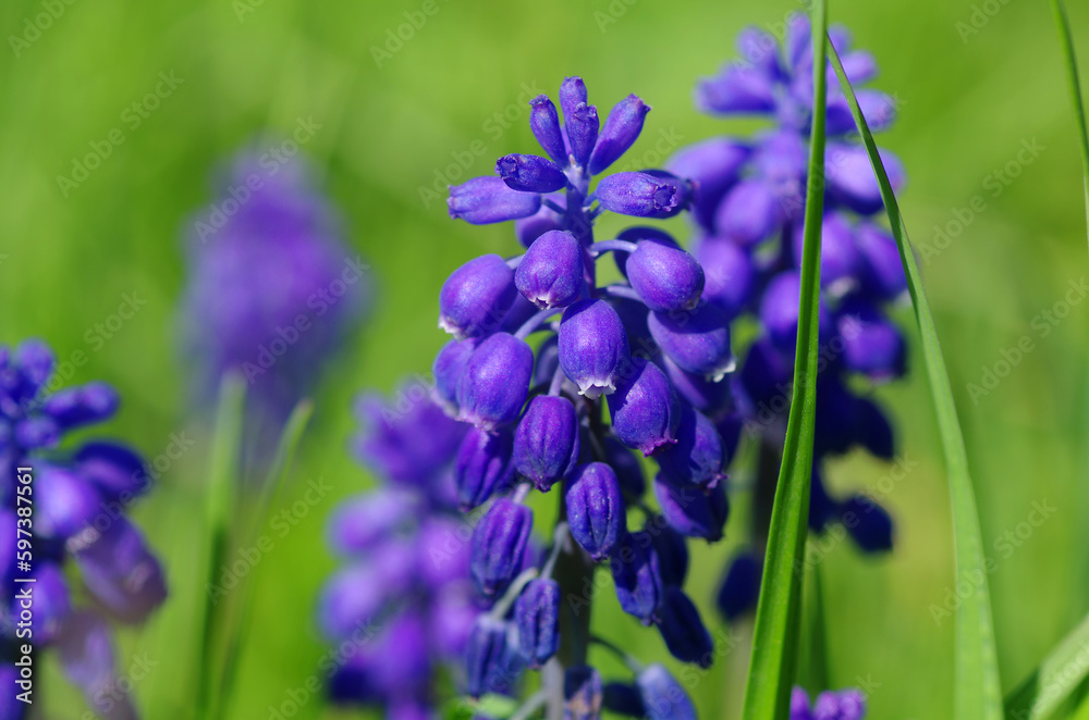 Obraz premium Many blooming lupines in the garden