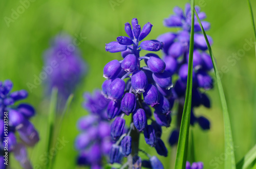 Many blooming lupines in the garden