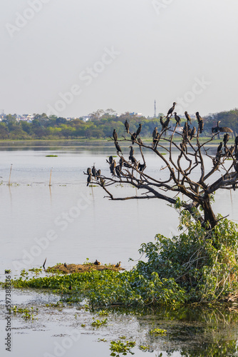 Indian black cormorants sitting on tree branches near a lake. Cormorants and shags are aquatic birds which are fish eaters. They dive beneath the water to catch prey. photo