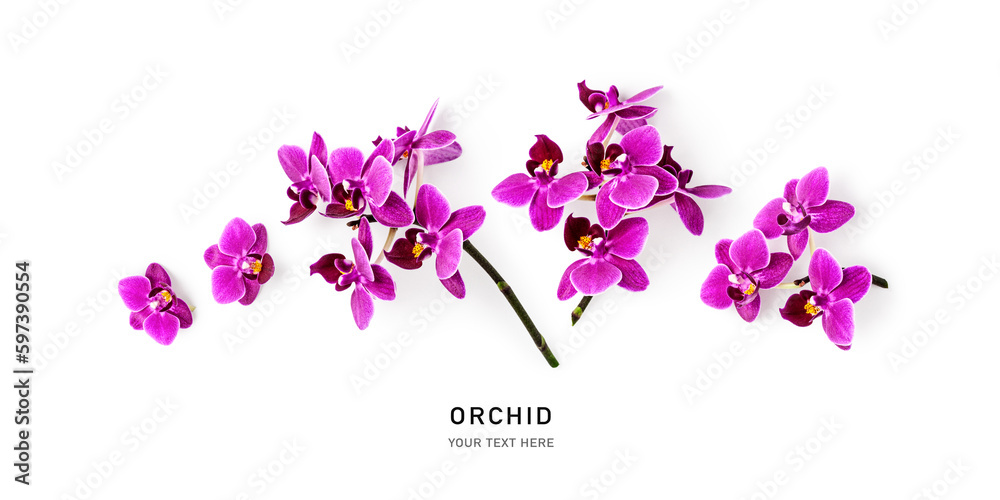 Orchid flowers set isolated on white background.