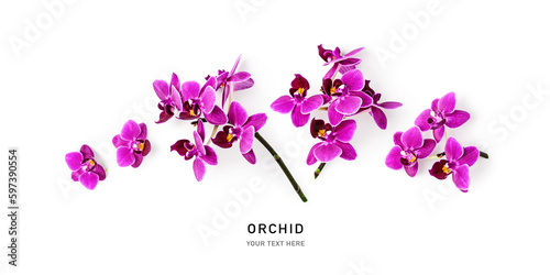 Orchid flowers set isolated on white background.