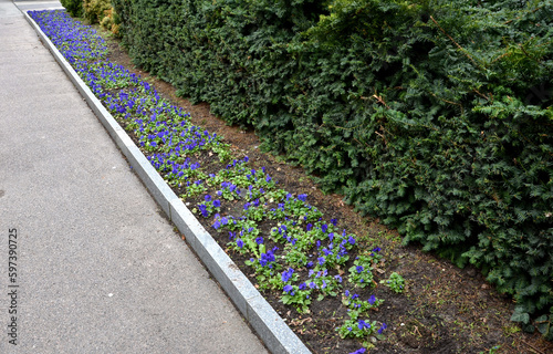 rectangular flowerbed bordered and divided by a boxwood hedge and solitaire balls in a clipped shape. the squiggle is repeated three times as a green ribbon in the ornament, landscaping, curb photo