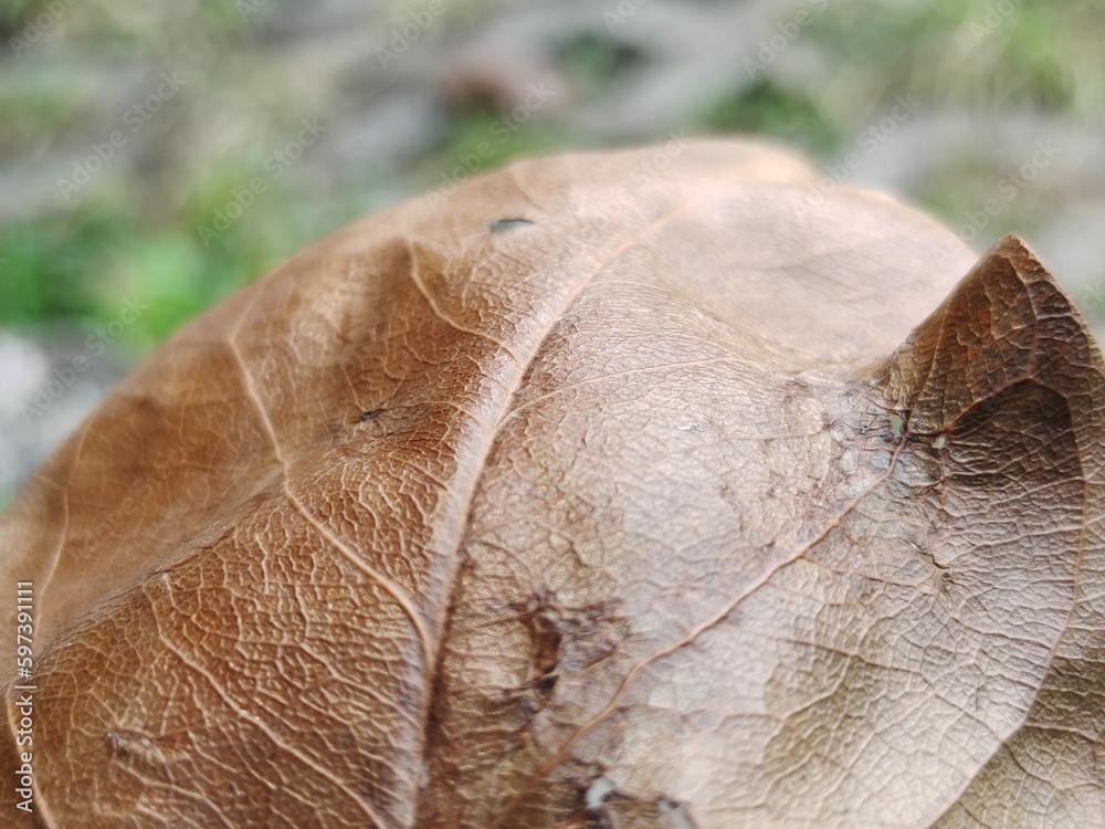 The macro image of golden fallen dry leaves. Selective focus photograph The macro image of golden fallen dry leaves. Selective focus photograph