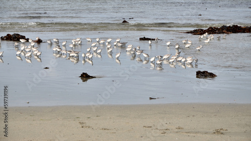 Mouvement d'oiseaux sur la plage, france, Bretagne, Finistère © bernard