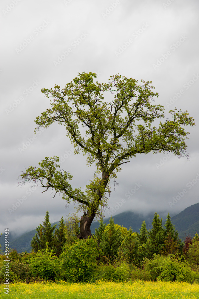 Fototapeta premium dirt road spring cloudy sky