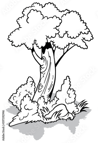 Drawing of a Deciduous Tree...