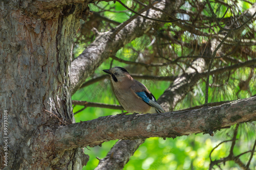 Bird Jay sits on a tree in the park