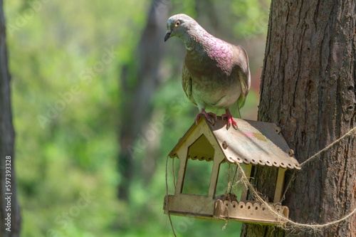An urban pigeon sits on a bird feeder near a tree in the park