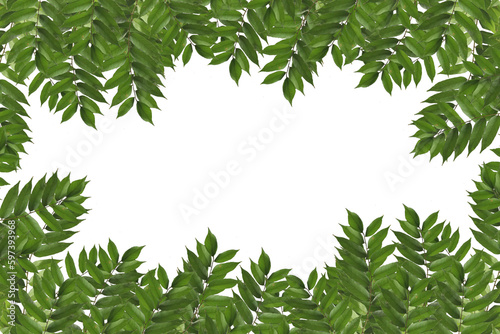 Beautiful plant green leaves isolated on transparent background. 3D rendering. 3D illustration 