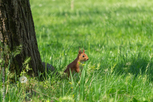 The squirrel sits in the thick green grass near the tree © Михаил Таратонов