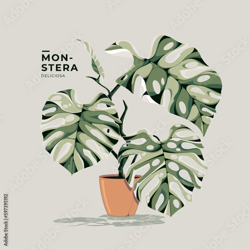 lovely monstera deliciosa illustration background