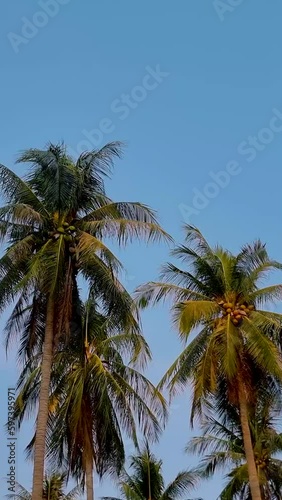 Wallpaper Mural Palm trees with a blue sky and clouds in Koh Lanta Thailand. Green palm trees in the sky. Torontodigital.ca