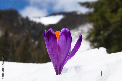 Crocus