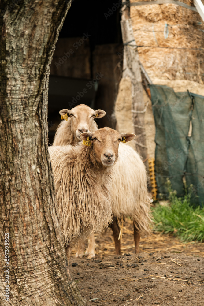 Fototapeta premium Ovejas en campo, País Vasco (Euskadi)
