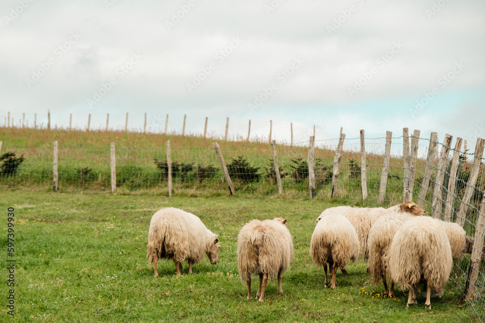 Obraz premium Ovejas en campo, País Vasco (Euskadi)