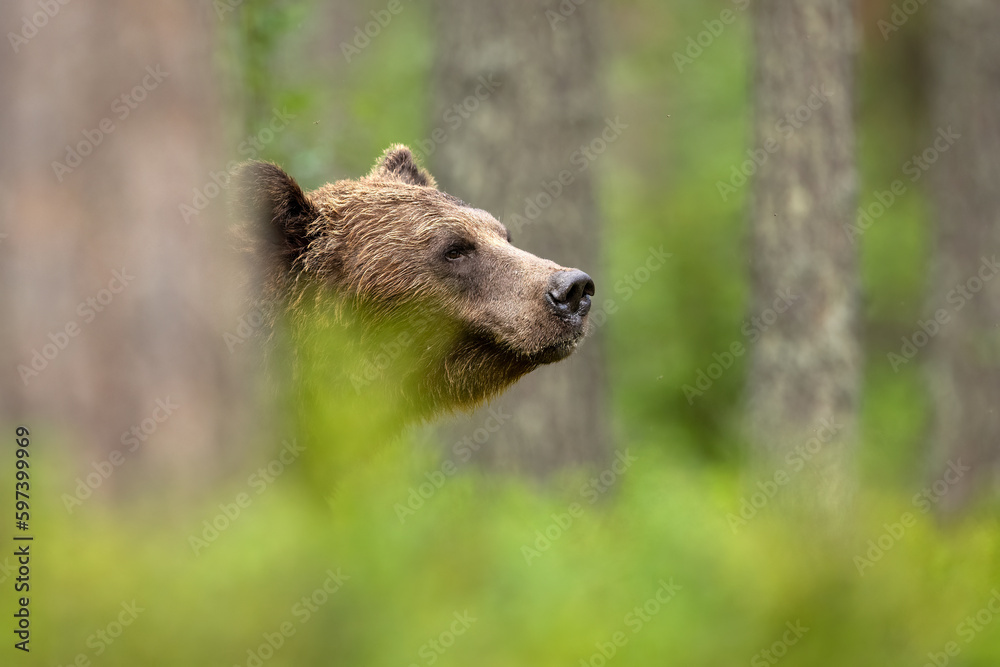 Brown bear deep in the forest scenery Brown bear deep in the forest scenery