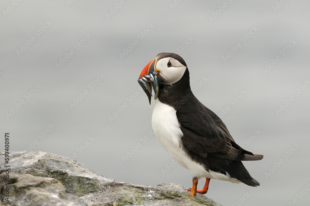 Atlantic puffin (Fratercula arctica) Atlantic puffin (Fratercula arctica)