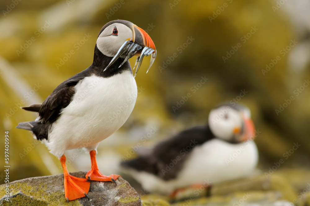 Atlantic puffin (Fratercula arctica) Atlantic puffin (Fratercula arctica)