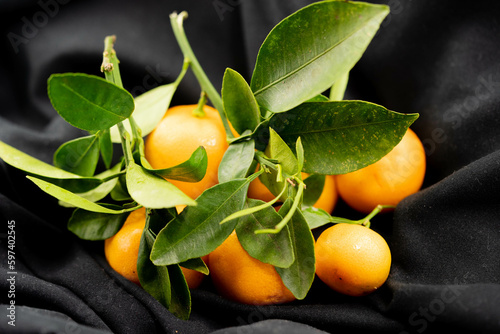 Die Calamondinorange citro fortunella microcorpa ist eine Kreuzung zwischen Mandarine und Kumquat photo