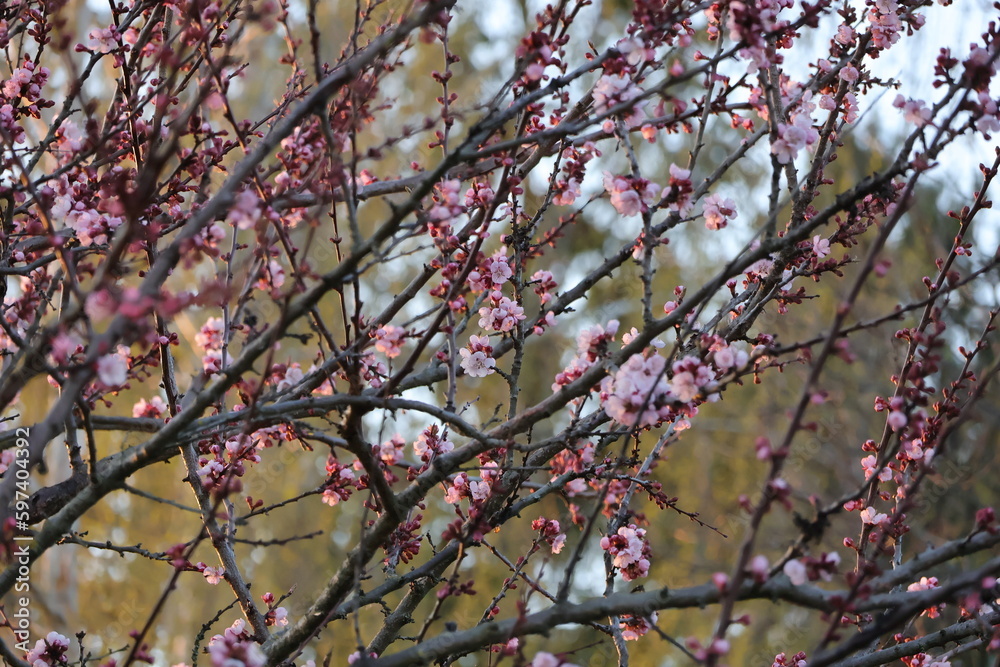 branches branches