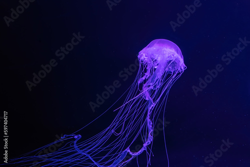 Group of fluorescent jellyfish swimming underwater aquarium pool.