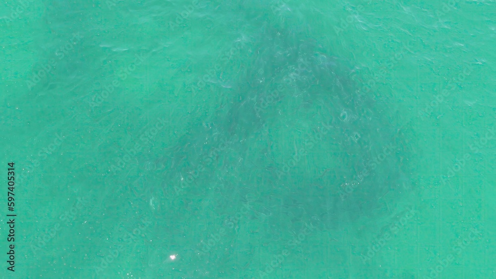 BUZZARDS BEACH EAST CAPE BCS MEXICO2023 A Shark That Is Swimming In