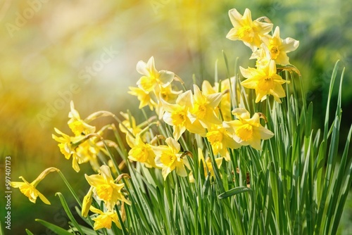 Spring flowers in the morning light, beautiful daffodils - Narcissus plant