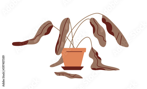 Dead withered plant in pot. Ailing dying droopy sick houseplant with wilted damaged dry leaves, dehydrated leaf. Result of bad wrong care. Flat vector illustration isolated on white background photo