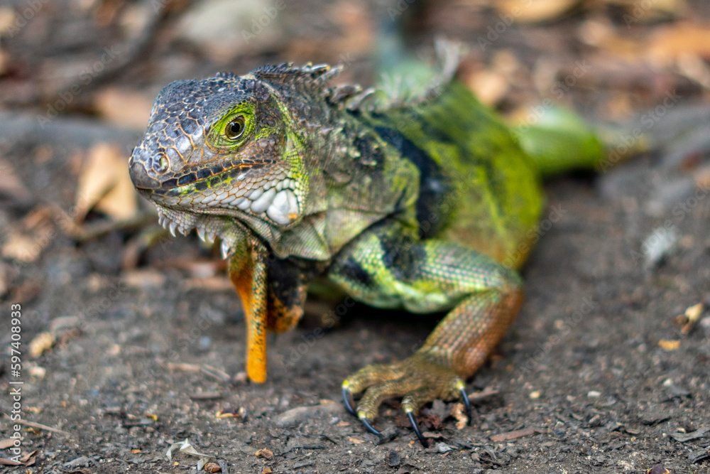 leguan, reptile presenting himself in wildlife botanical garden. so beautiful with different colors leguan, reptile presenting himself in wildlife botanical garden. so beautiful with different colors