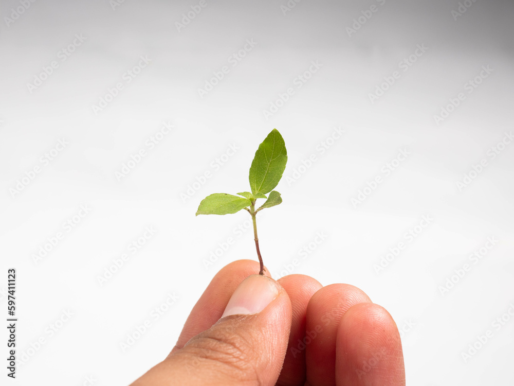 Macro shoot of sprout on a white isolated background