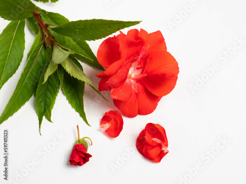 Red Impatiens balsamina, commonly known as balsam, garden balsam, rose balsam, touch-me-not or spotted snapweed, is a species of plant native to India and Myanmar