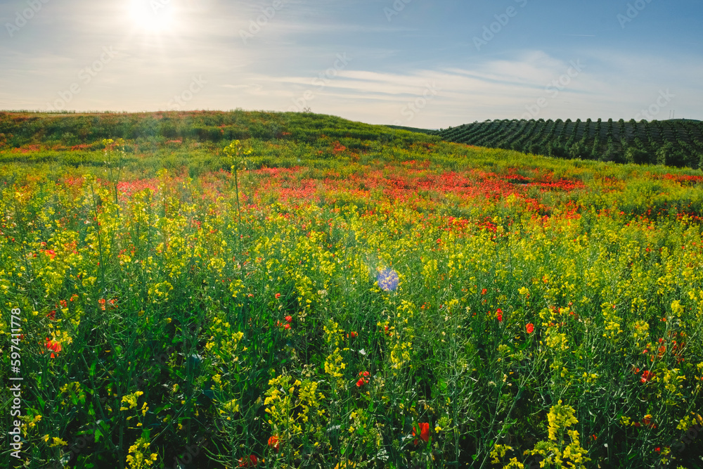 A field in which the harvest has not been gathered and has flourished.